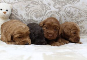 Two Weeks Girls 300x209