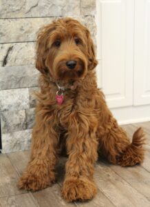 Rosie has retired