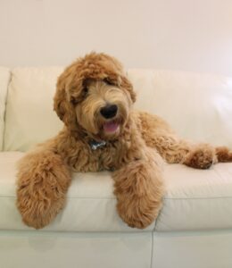 Samuel Sofa 1 260x300