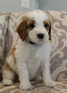 labradoodle puppies available now Oregon best breeder