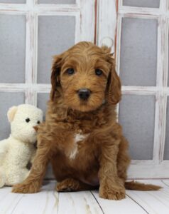Puppy Culture breeder labradoodles