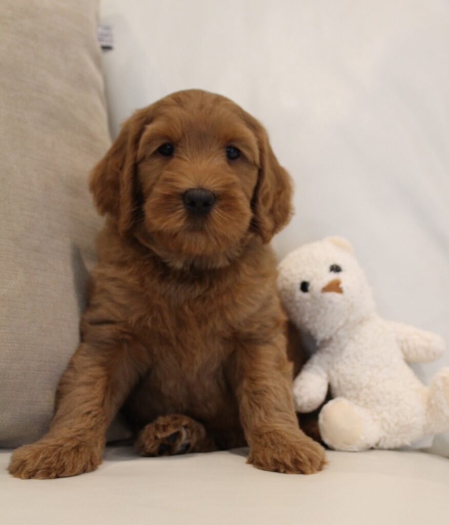 best labradoodle breeder red puppies available