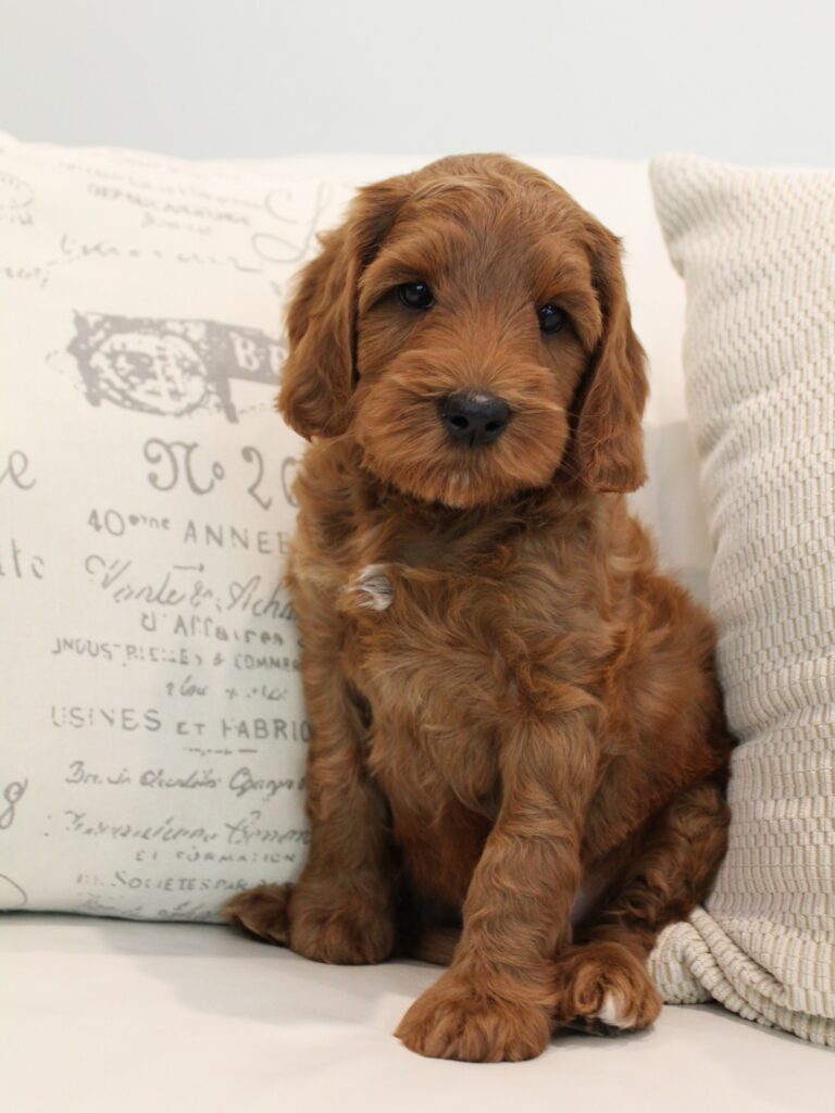red labradoodle puppies Oregon