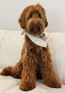 Puppy Culture breeder labradoodles Portland Oregon