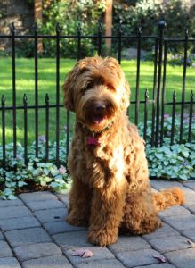 Best Washington labradoodle puppies
