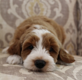 labradoodle puppies available Portland Oregon