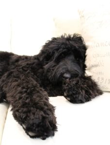 black standard labradoodles best breeder