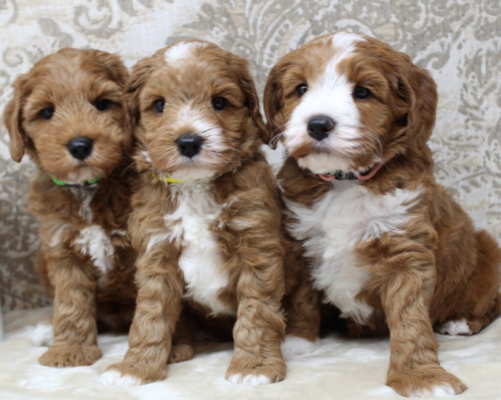 best labradoodle puppies Portland Oregon Tigard Newberg Salem McMinnville